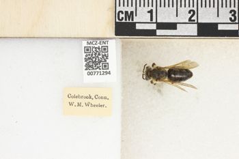 Media type: image;   Entomology 771294 Aspect: Labels